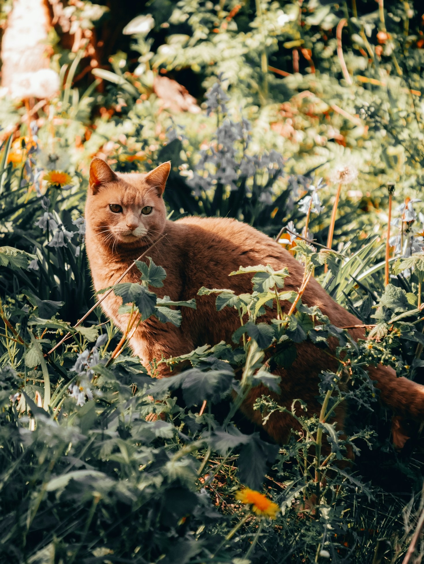 The Importance of TNR Programs for Feral Cats