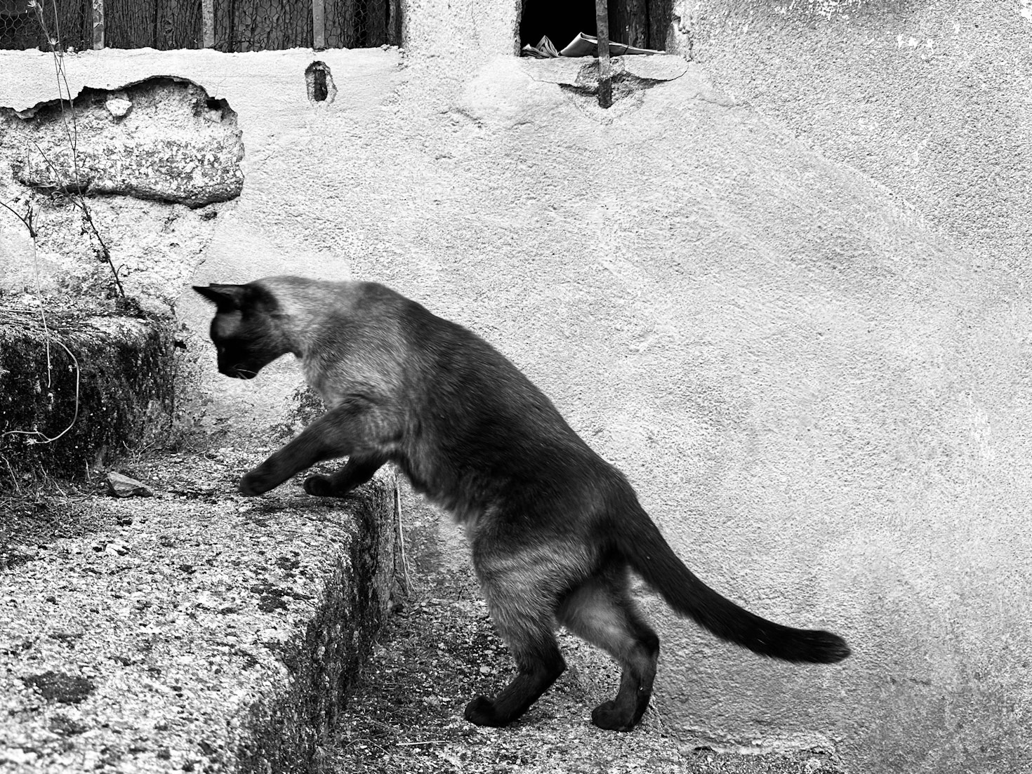 How NJFCC Supports Local Cat Caretakers