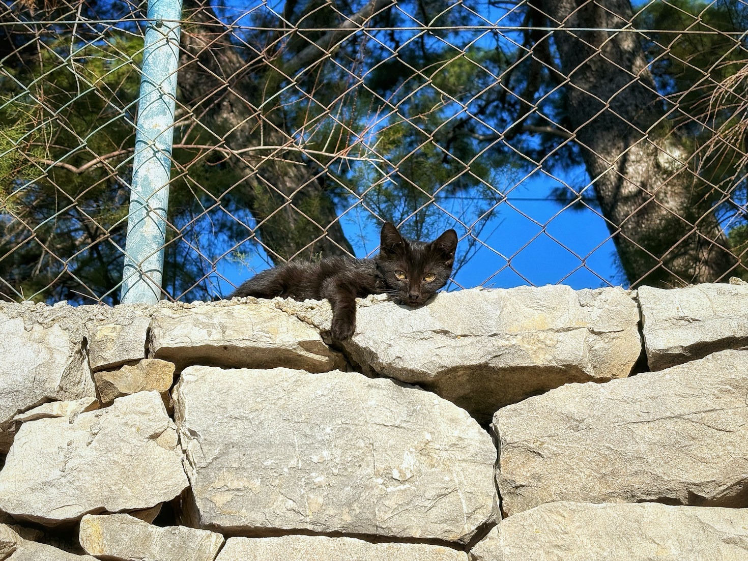 The Impact of Proper Feral Cat Management