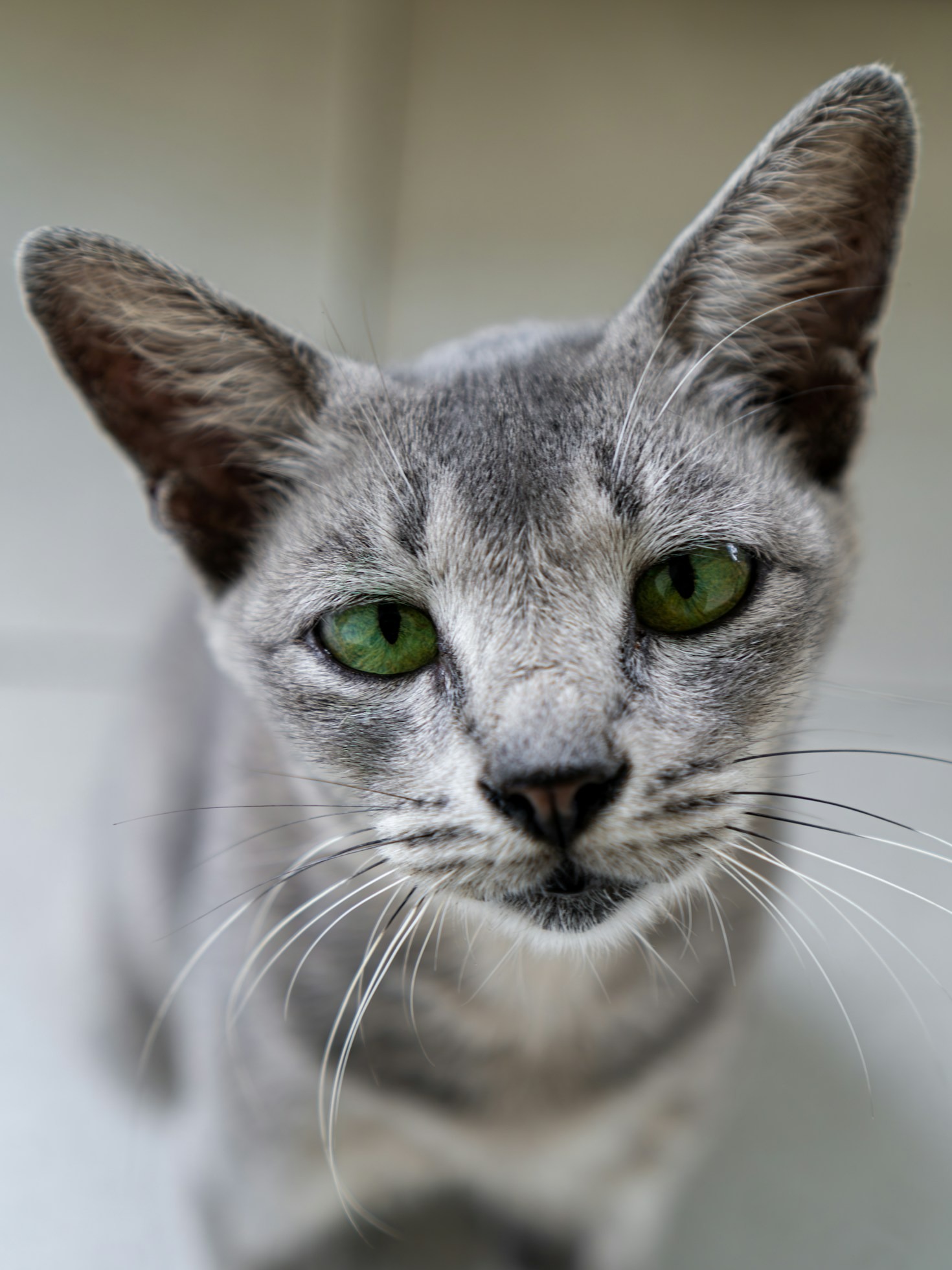 Essential Supplies for Feral Cat Caretakers