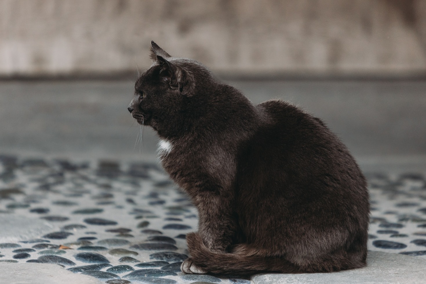 Success Stories: Making a Difference for Feral Cats