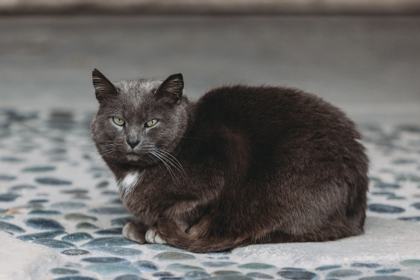 NJFCC: Creating a Sustainable Future for Feral Cat Colonies